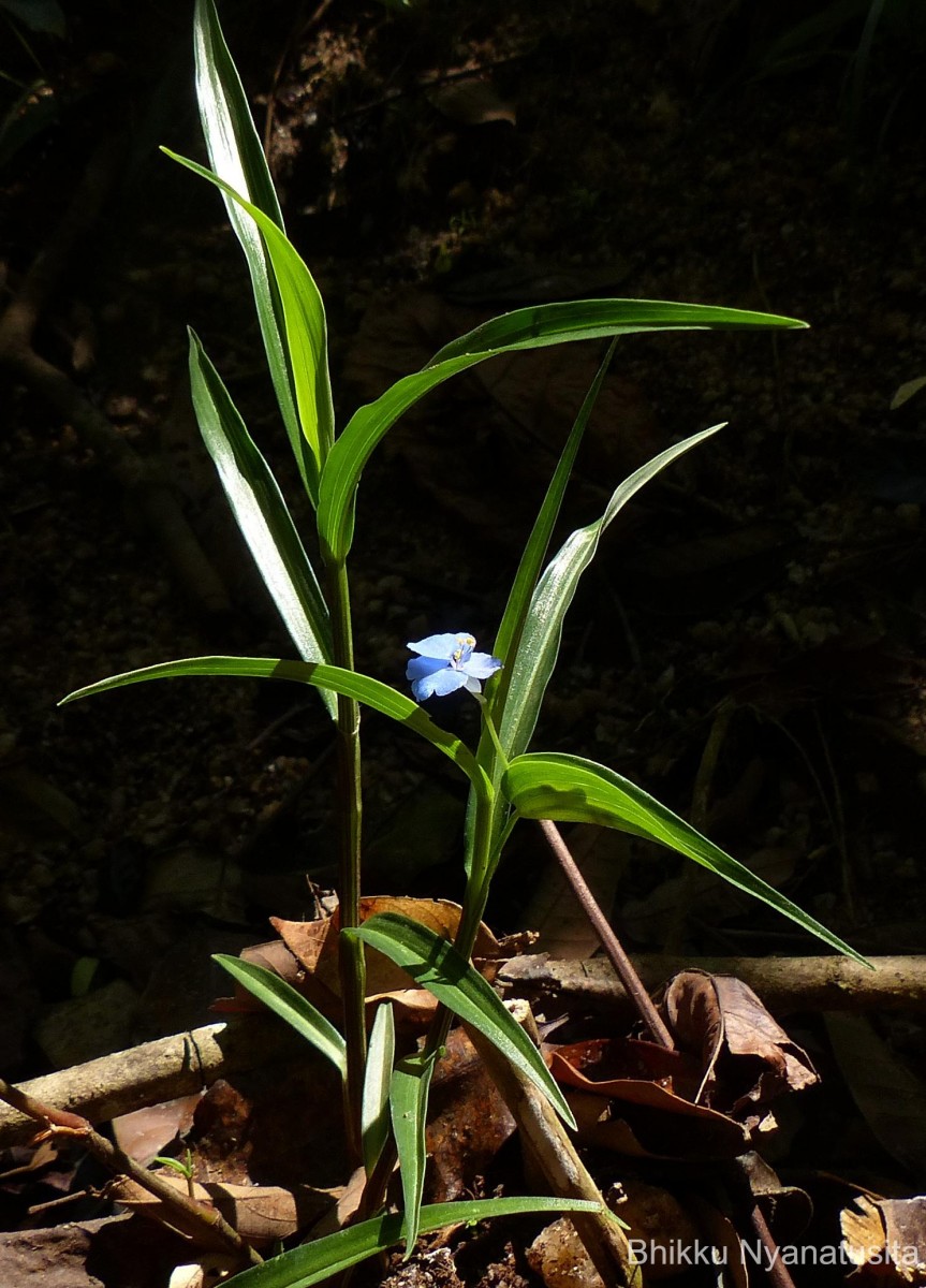 Commelina appendiculata C.B.Clarke